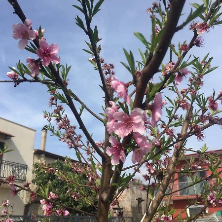 مبيت وإفطار كاستيلاّماري دي ستا Il Giardino Di Nonno Agostino المظهر الخارجي الصورة