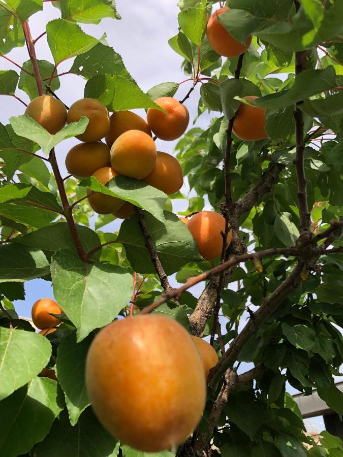 مبيت وإفطار كاستيلاّماري دي ستا Il Giardino Di Nonno Agostino المظهر الخارجي الصورة