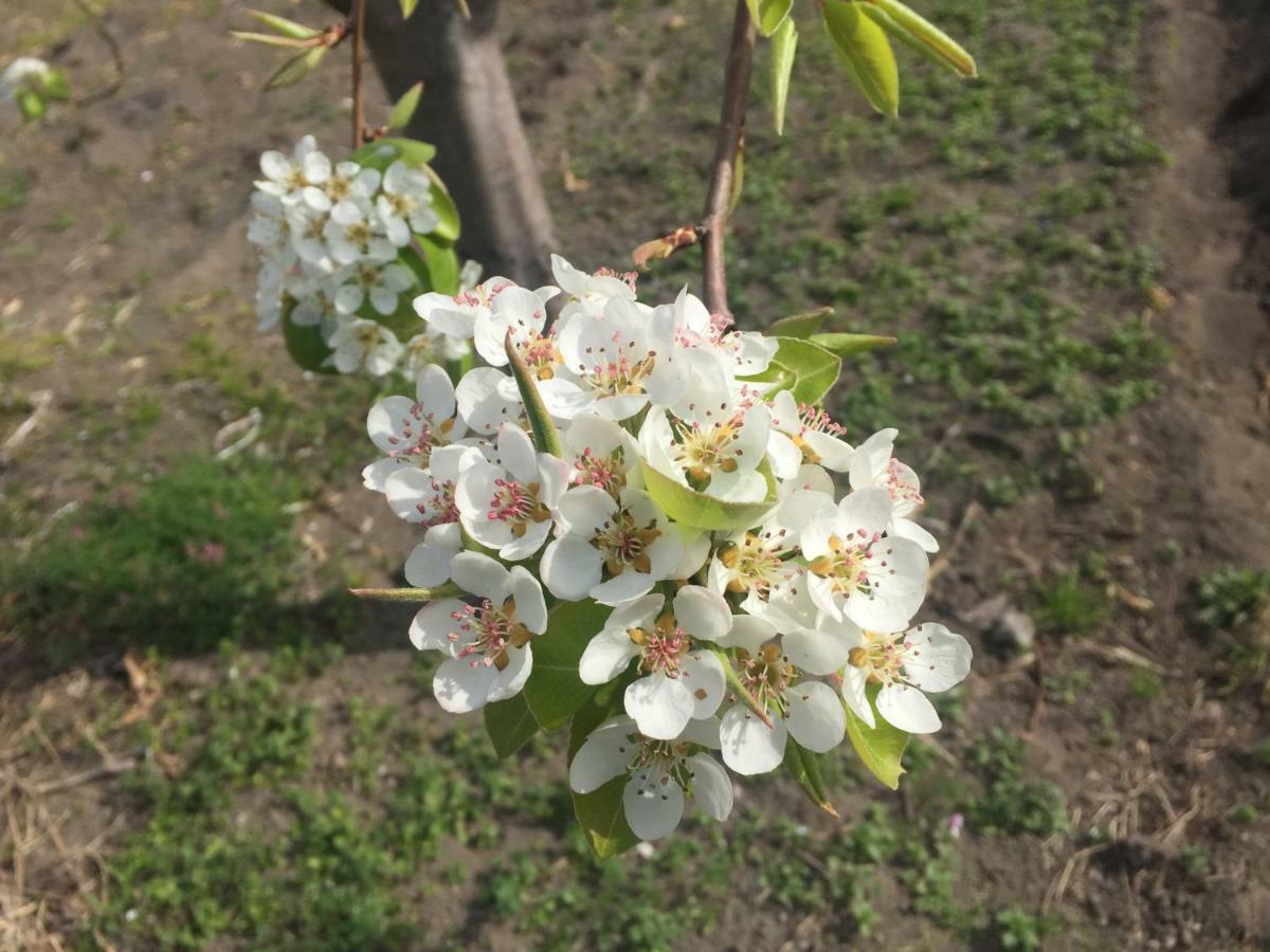 مبيت وإفطار كاستيلاّماري دي ستا Il Giardino Di Nonno Agostino المظهر الخارجي الصورة