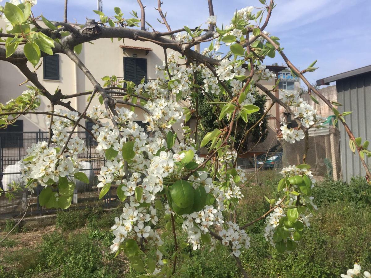 مبيت وإفطار كاستيلاّماري دي ستا Il Giardino Di Nonno Agostino المظهر الخارجي الصورة