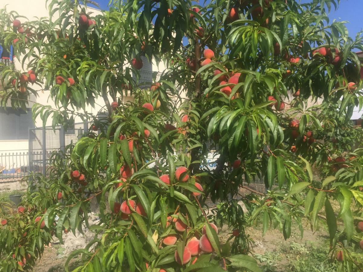 مبيت وإفطار كاستيلاّماري دي ستا Il Giardino Di Nonno Agostino المظهر الخارجي الصورة