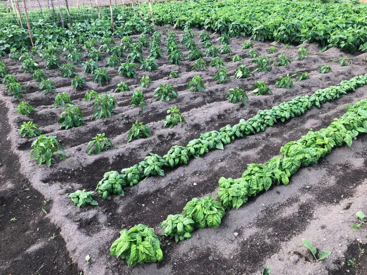 مبيت وإفطار كاستيلاّماري دي ستا Il Giardino Di Nonno Agostino المظهر الخارجي الصورة