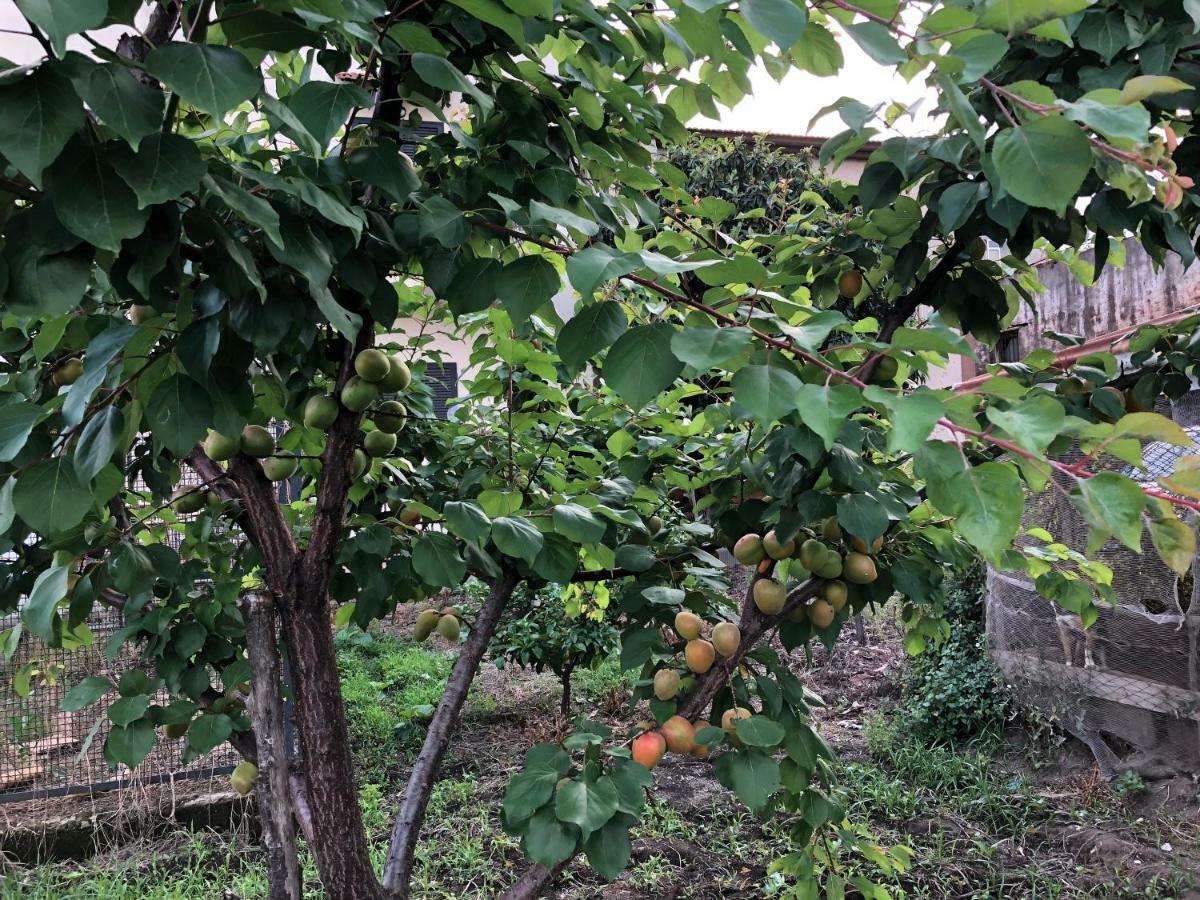 مبيت وإفطار كاستيلاّماري دي ستا Il Giardino Di Nonno Agostino المظهر الخارجي الصورة