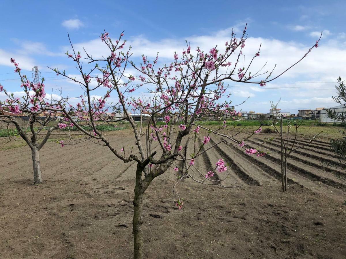 مبيت وإفطار كاستيلاّماري دي ستا Il Giardino Di Nonno Agostino المظهر الخارجي الصورة